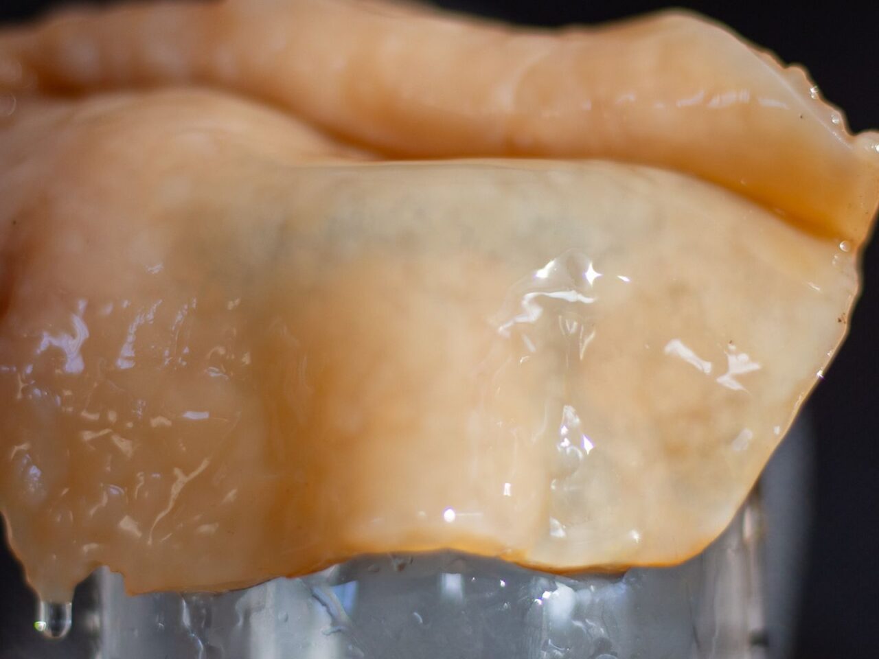 Digital product creations for Kombucha Bros - SCOBY visual